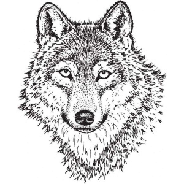 Морда волка Графика