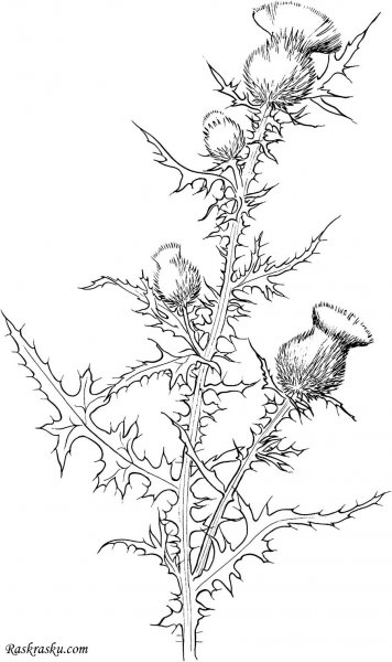 Бодяк рисунок