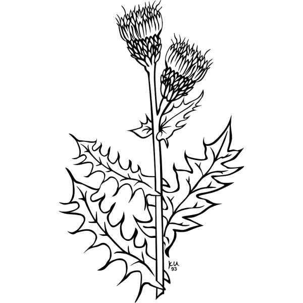 Чертополох чб