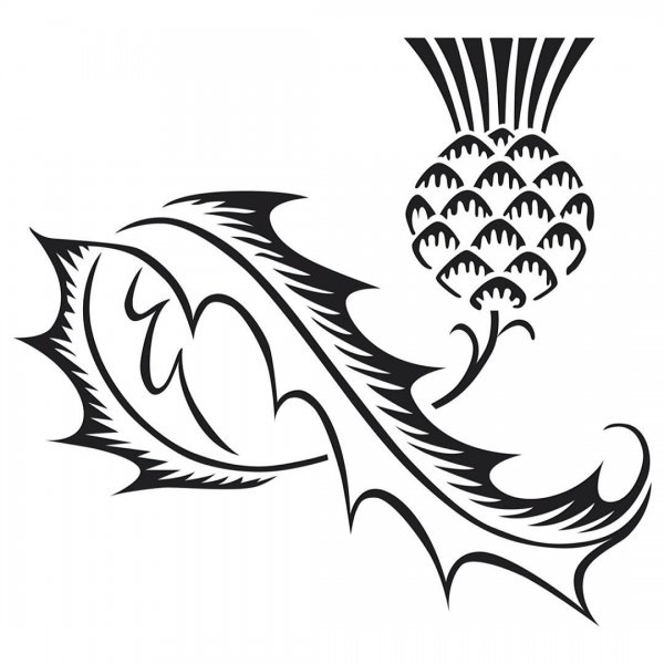 Чертополох черно белая