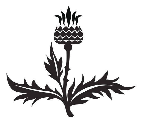 Тату чертополох черно белая