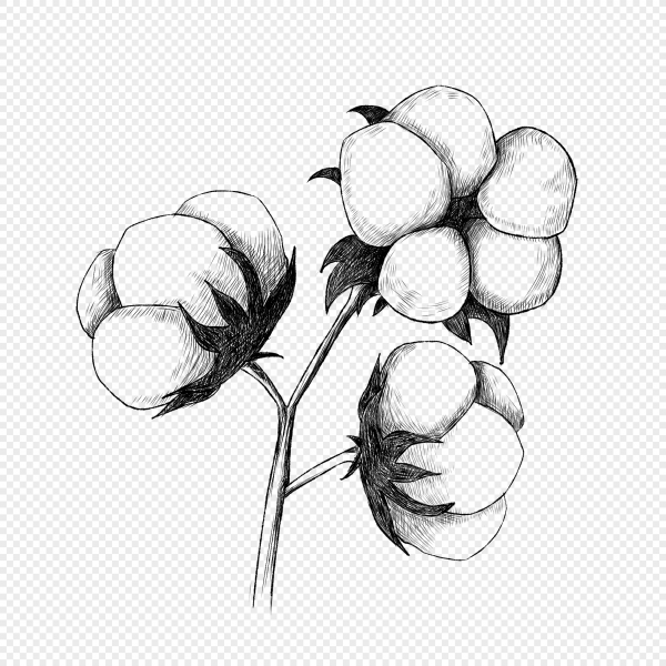 Эскиз цветка хлопка