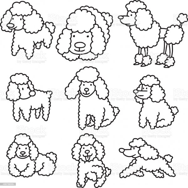 Пудель поэтапное рисование