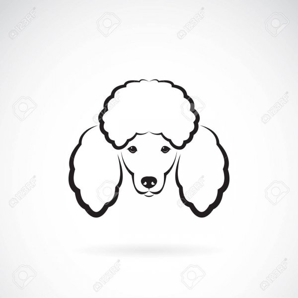 Пудель в профиль контур