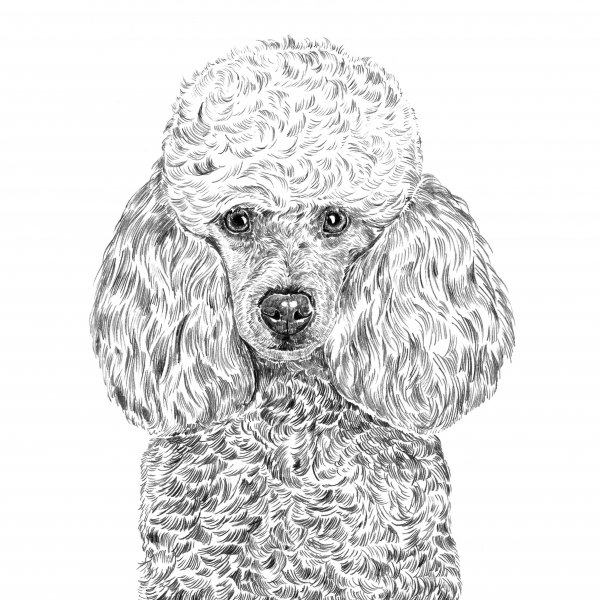 Раскраска собака пудель