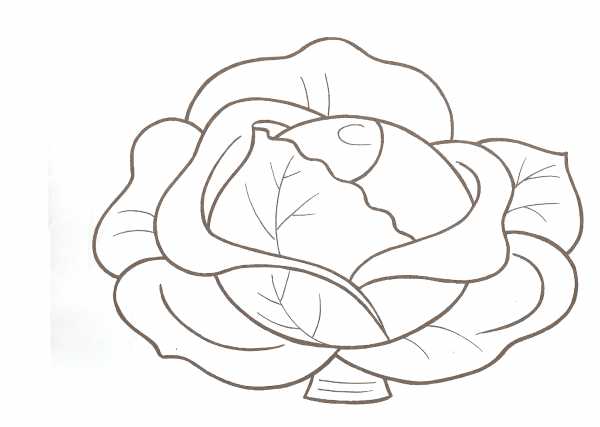 Кочан капусты раскраска для детей