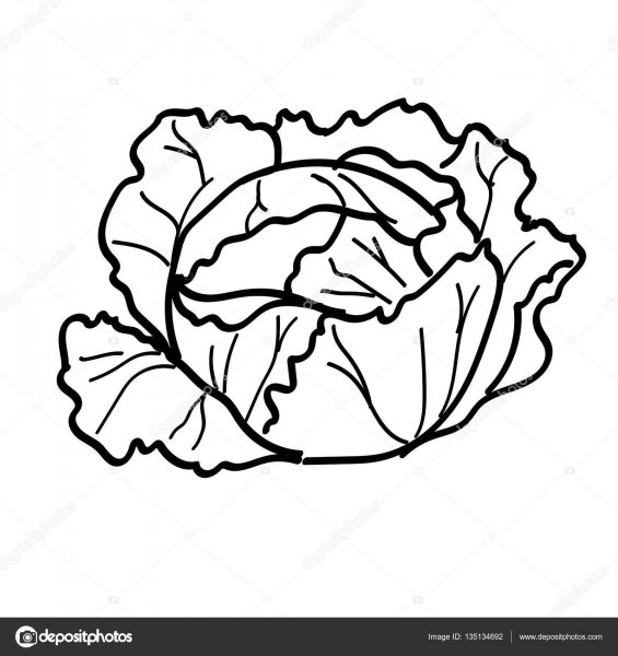 Капуста раскраска для детей