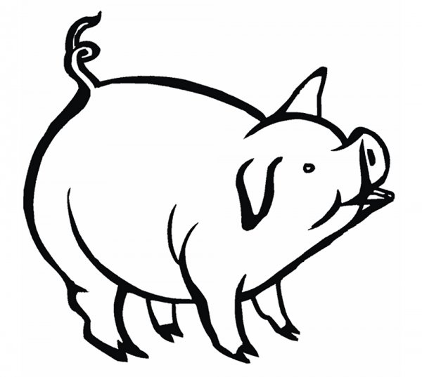 Черно белая свинья