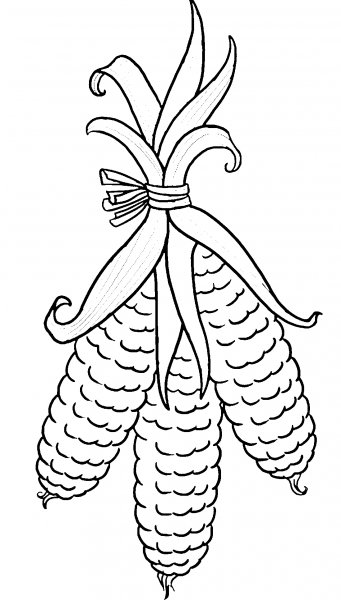 Кукуруза черно белая