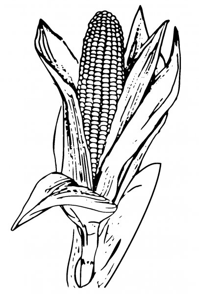 Кукуруза контур