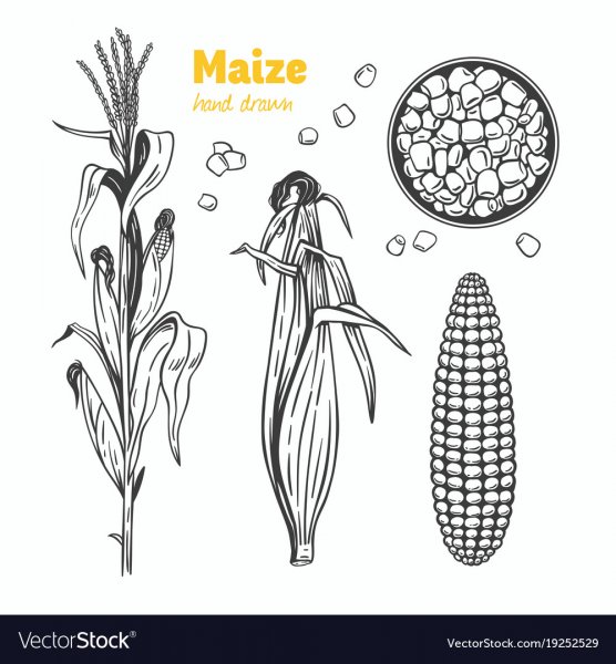 Кукуруза раскраска для детей