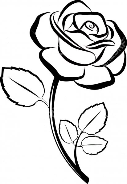 Роза контур