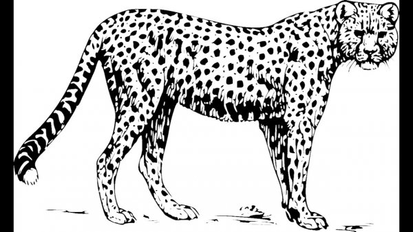 Гепард рисунок