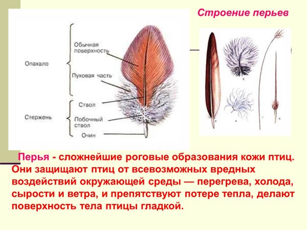 Перо строение