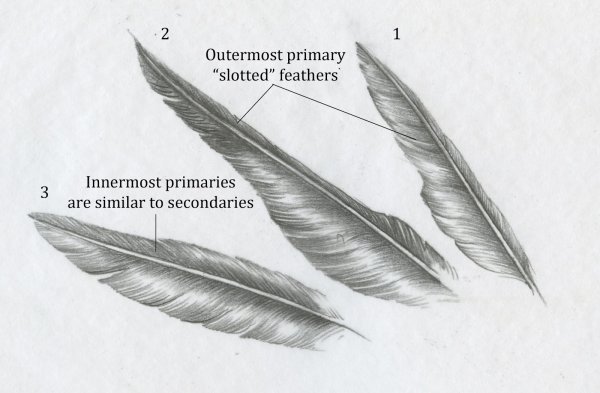 Типы перьев у птиц