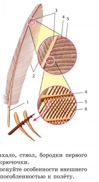Строение опахало у птиц