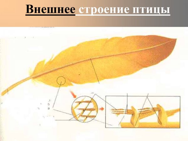 Внешнее строение птиц перья