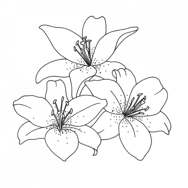 Цветы рисунок