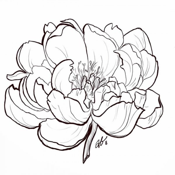 Стилизованные пионы