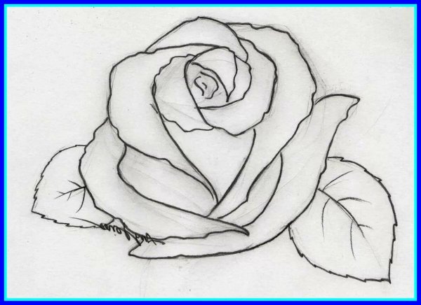 Роза карандашом