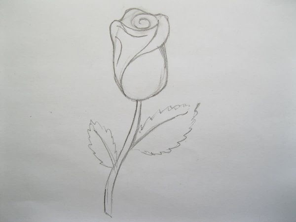 Роза карандашом для начинающих