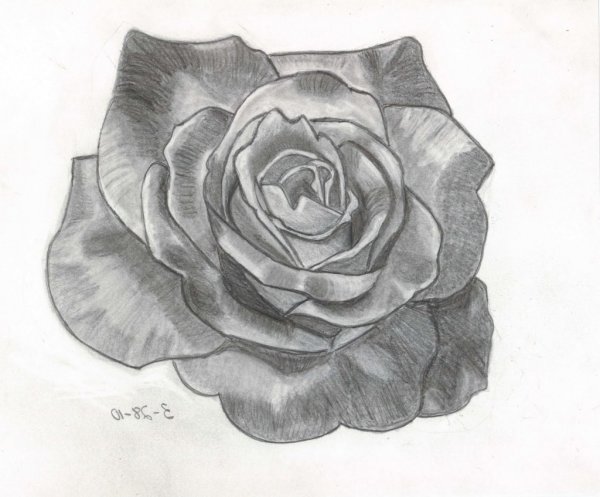 Рисунок розы карандашом для срисовки