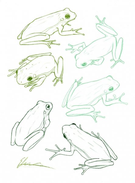 Поэтапное рисование лягушки