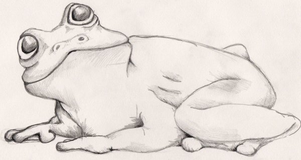 Лягушка рисунок карандашом