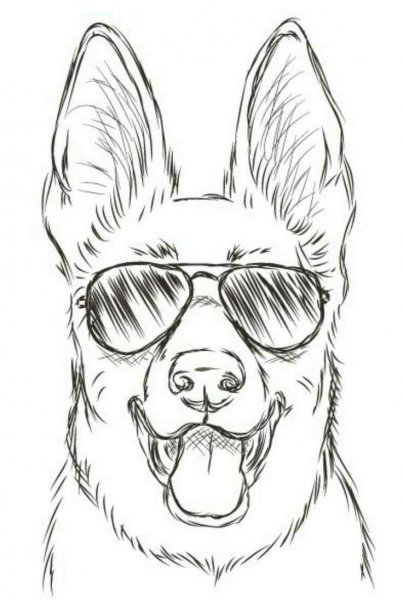Морда собаки карандашом