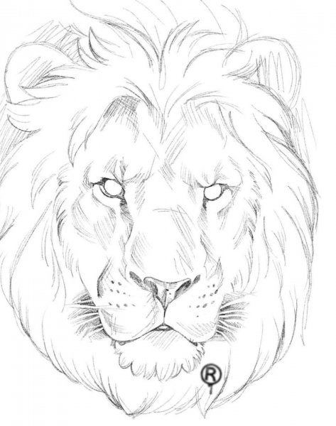 Голова Льва эскиз