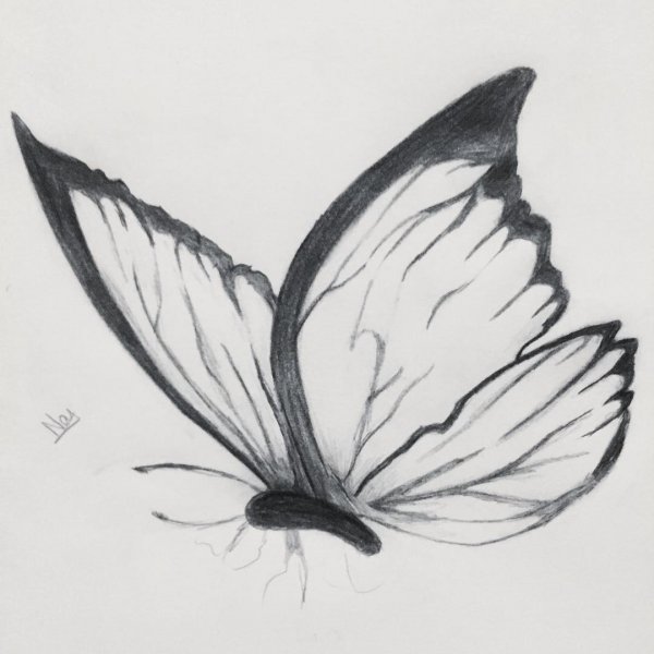 Бабочка скетч