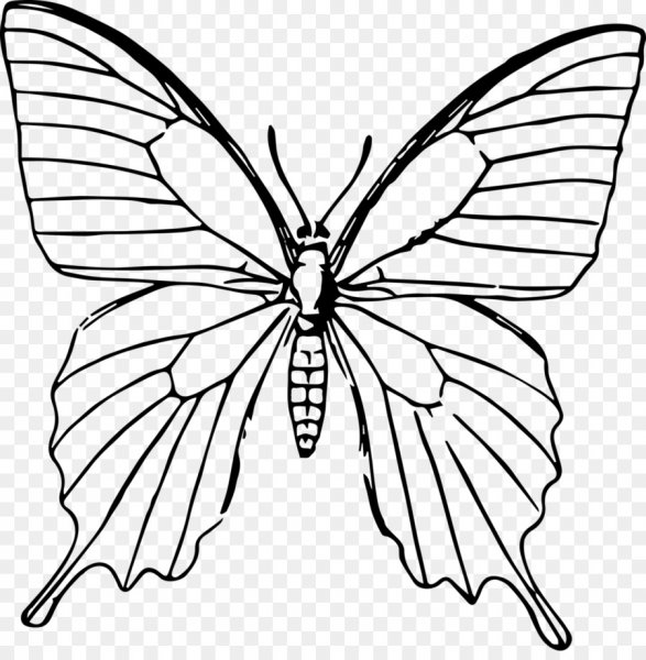 Бабочка набросок