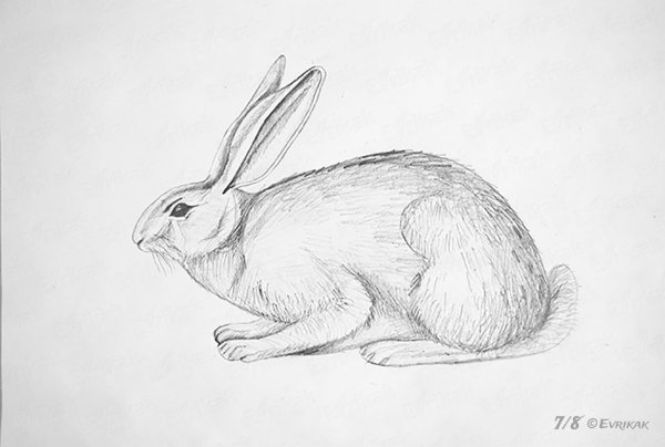 Зайчонок рисунок карандашом