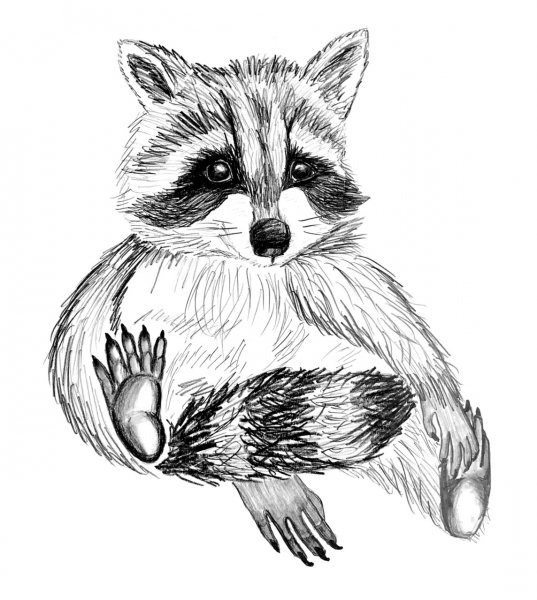 Енот рисунок карандашом
