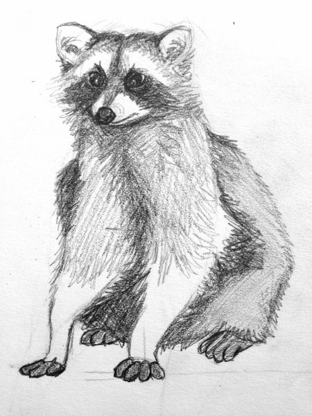 Енот рисунок карандашом для срисовки