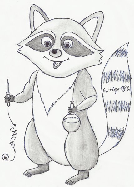 Енот рисунок карандашом