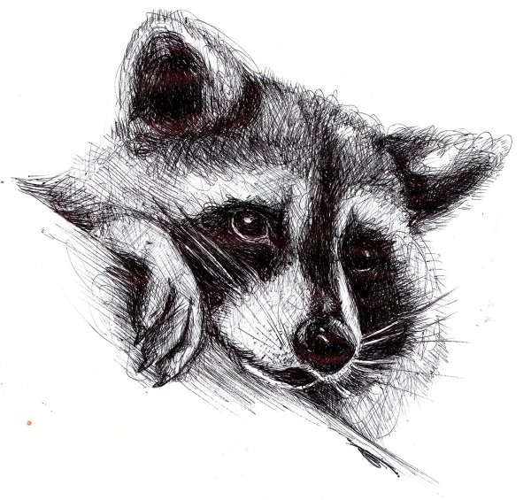 Енотик рисунок карандашом