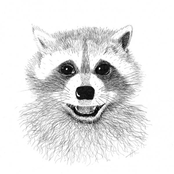 Рисунки для срисовки Енотик