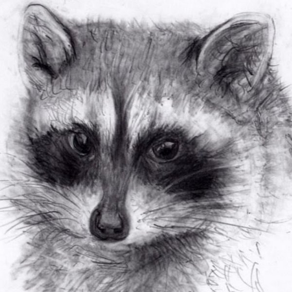 Наброски енотов