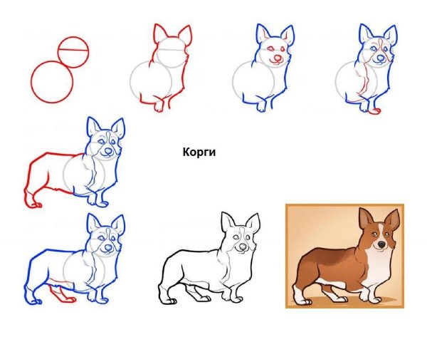 Этапы рисования собаки