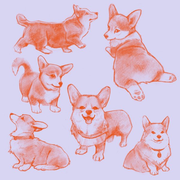 Референсы собак корги