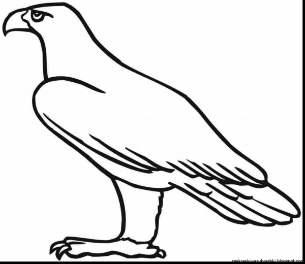 Орел раскраска для детей