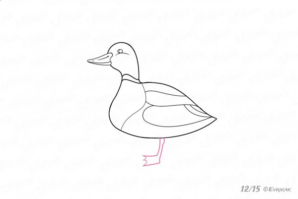 Утка нарисовать карандашом