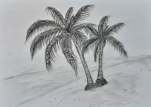 Зарисовки пальм