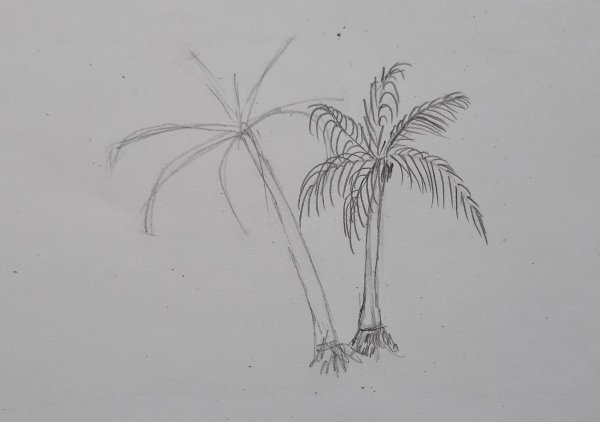 Поэтапное рисование карандашом Пальма