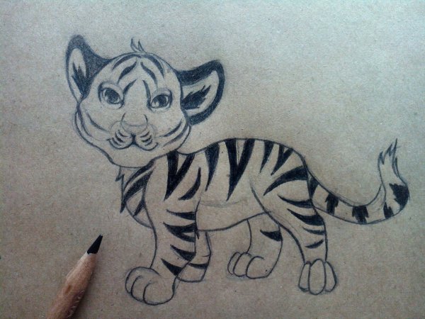 Тигр карандашом для срисовки
