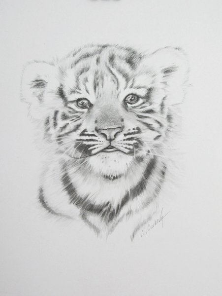 Рисунок тигра для детсрисовки