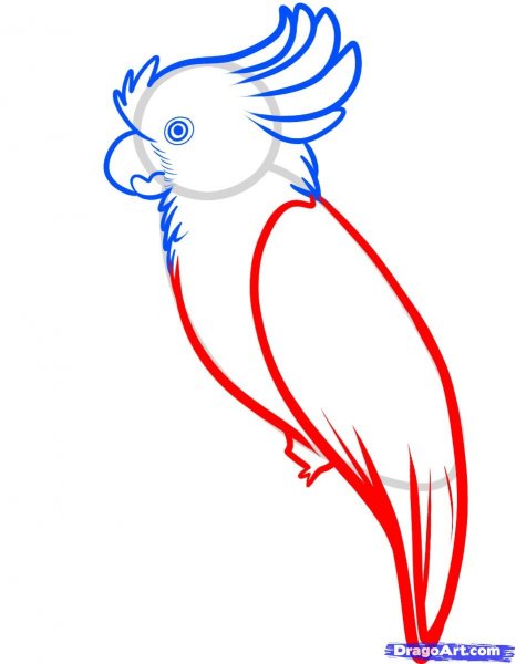 Попугай для срисовки