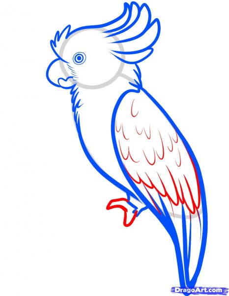 Попугай пошаговое рисование