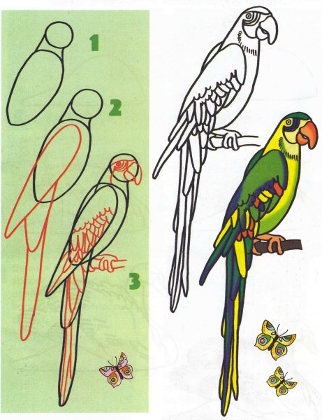 Попугай для рисования